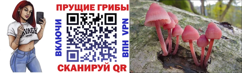 Псилоцибиновые грибы Psilocybine cubensis  Заволжье 